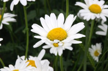 Malcolm Lea Oxeye Daisy