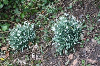 Malcolm-Lea-Snowdrop-1