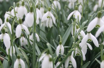 Malcolm-Lea-Snowdrop-2