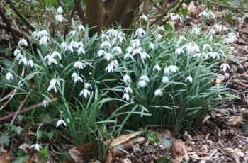 Malcolm-Lea-Snowdrop-4