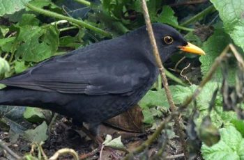 Mark Hogan Blackbird