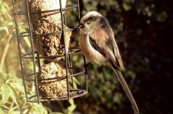 Mark Hogan - Long Tailed Tit