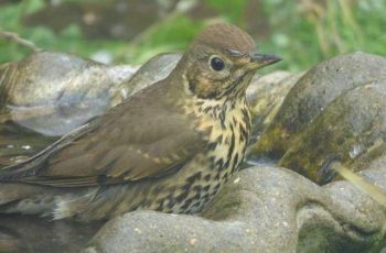 Mark Hogan - Song Thrush