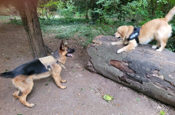 Martine C Rocky Cooper playing in the Woods