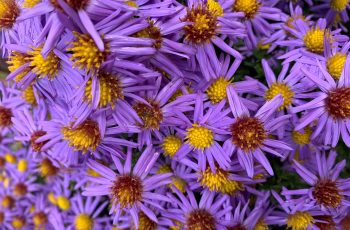 Michaelmas Daisy Time Carol Butler