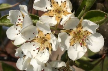 Pear Blossom By Cindy Lea