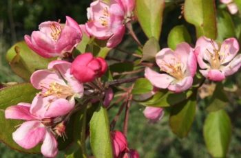 Pink Apple Blossom By Cindy Lea