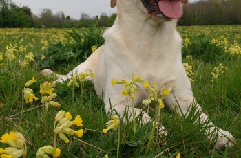 Pippa Enjoying The Yellow Blossom Rhys White