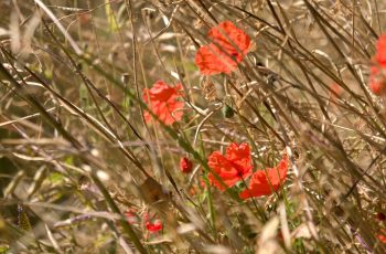 Poppies In The Long Grass By Helen Pocock