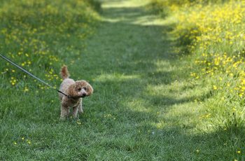 Poppy in the Buttercups Alfie Collins 2