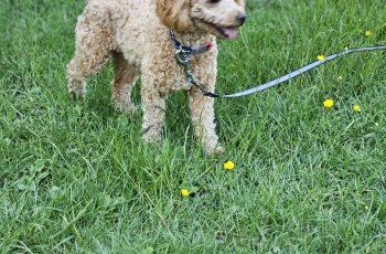 Poppy in the Buttercups Alfie Collins