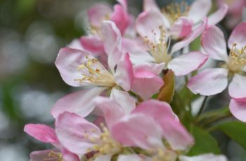 Pretty In Pink By Emily Peirce