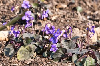 Pretty Little Violets By Helen Pocock