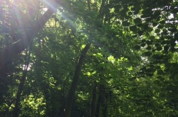 Rays of Sun through the trees Cindy Lea