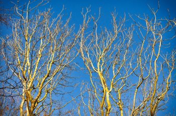 Reaching For The Sky By Helen Pocock