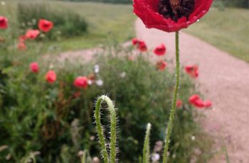 Rhys White Poppy Dancing In The Rain