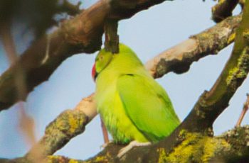 Ring Necked Parakeet By Bonny Haughey