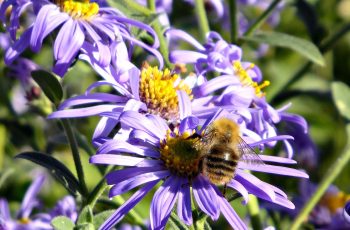 Rita Egan Bee At Work