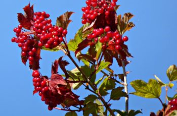 Rita Egan Berries