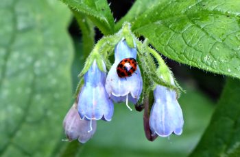 Rita Egan Blue Ladybird