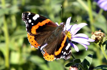 Rita Egan Red Admiral