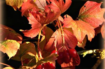 Rita Egan Red Leaves