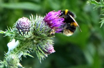 Rita Egan Thistle Bee