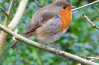 Robin by Rita Egan