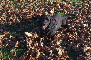 Ruby Enjoying the November Sunshine Graham Timbs