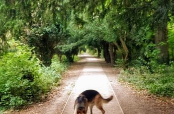 Ryker exploring the woods Lorraine Johnson