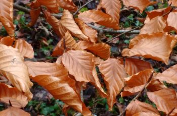 Sally Gray - Beech Leaves