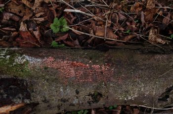 Sally Gray - Bright Pink Slime Mould