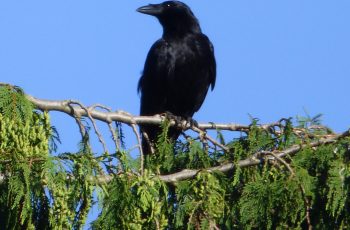 Sally Gray Carrion Crow