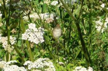 Sally Gray Female Black Cap