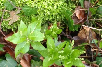 Sally Gray - Fresh Green Of Dogs Mercury