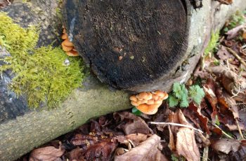 Sally Gray - Fungus Moss On Fallen Branch