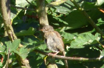 Sally Gray Newly Fledged Whitethroat