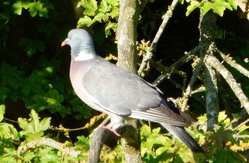 Sally Gray Wood Pigeon