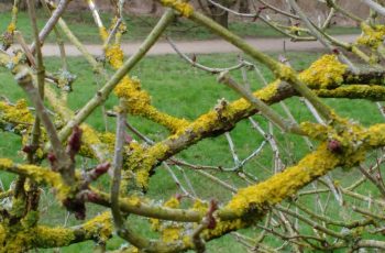 Sally Gray - Yellow Lichen