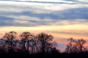 Sharon Pilka Winter Trees 2