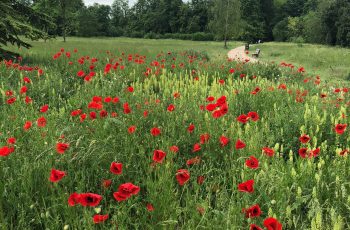 Sharon Pullan Poppies In The Park 1