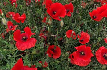 Sharon Pullan Poppies In The Park 3