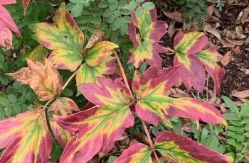 Showing their Autumn Colours by Carol Butler