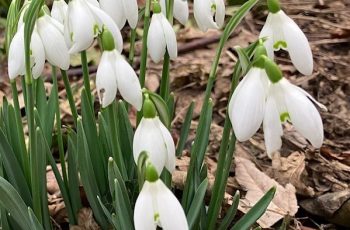 Snowdrops 2 Cindy Lee