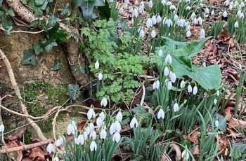 Snowdrops 3 Cindy Lee