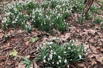 Snowdrops 4 Cindy Lee