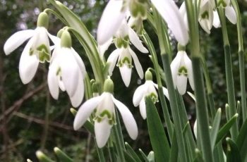 Snowdrops-Cindy-Lee