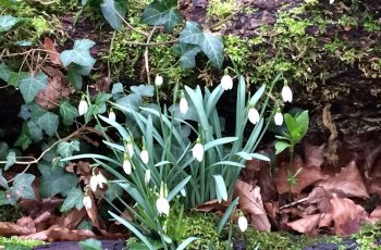 Snowdrops-Growing-by-a-log-Cindy-Lee