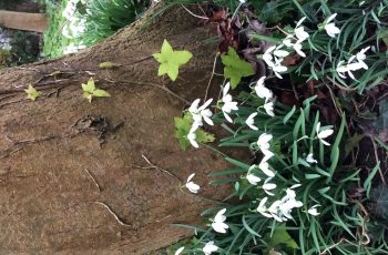 Snowdrops-Ivy-Cindy-Lee