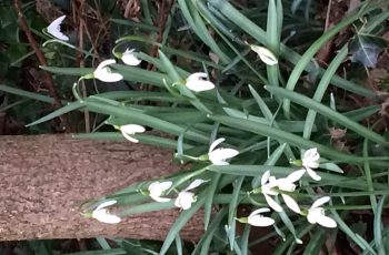 Snowdrops-Under-Tree-Cindy-Lee